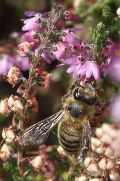 Honigbiene auf Besenheide (<i>Calluna vulgaris</i>)